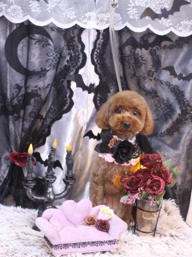 20231024きなこちゃん